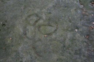 Roca amb gravats rupestres al Pla de Savassona