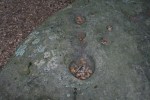 Roca amb gravats rupestres al Pla de&nbsp;Savassona