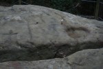 Pedra de les bruixes. Roca amb gravats rupestres, moltes creus, al Pla de&nbsp;Savassona
