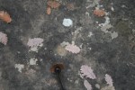 Roca al terra al mig del camí­ cap a Tavèrnoles amb possibles gravats&nbsp;rupestres