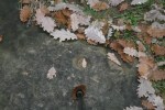 Roca al terra al mig del camí­ cap a Tavèrnoles amb possibles gravats&nbsp;rupestres