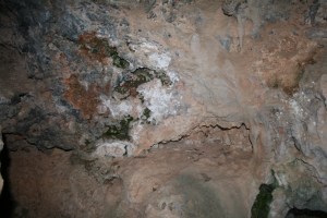 Abrics de la Roja Roja o de Valldecerves