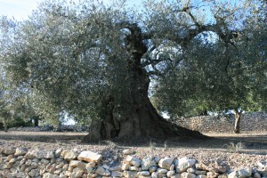 Olivera mil·lenària a Ulldecona