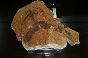 Museu de la Valltorta. Arquer