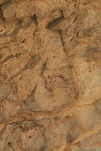 Pintures rupestres de la Cova Remígia, Barranc de Gasulla, Ares del Maestrat