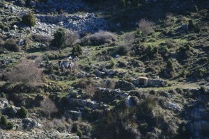 Ramon Viñas i d'altres pujant a la Cova Remígia pel Camí de la Font