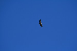 Voltor per sobre d'Ares del Maestrat