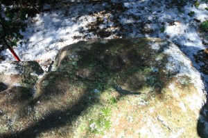 Pedra amb inscultures de Collserola