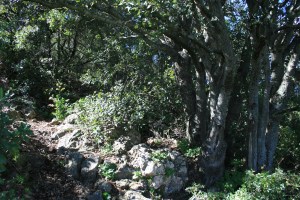 Avenc o entrada superior de la Cova de l'Olla (Aiguaviva, El Montmell)