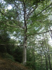 Faigs camí dels Bufadors de Beví